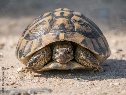 Tortoise (Testudinidae) on the road close-up photo
