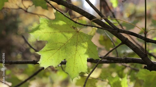 A big yellow maple leaf on a branch swings in the wind photo