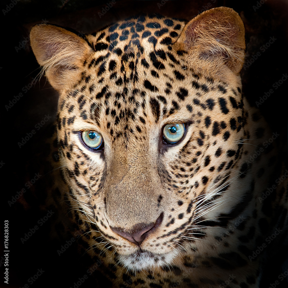 Fototapeta premium Jaguar tiger