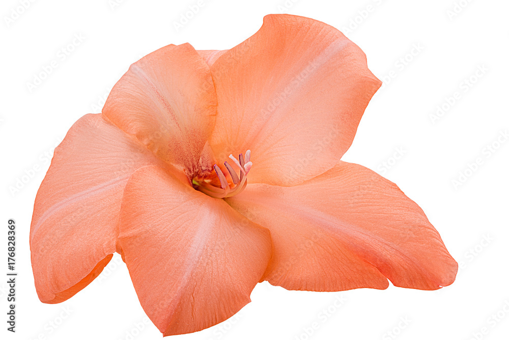 beautiful orange gladiolus flower