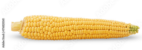 Ear of corn. Fresh corncob.