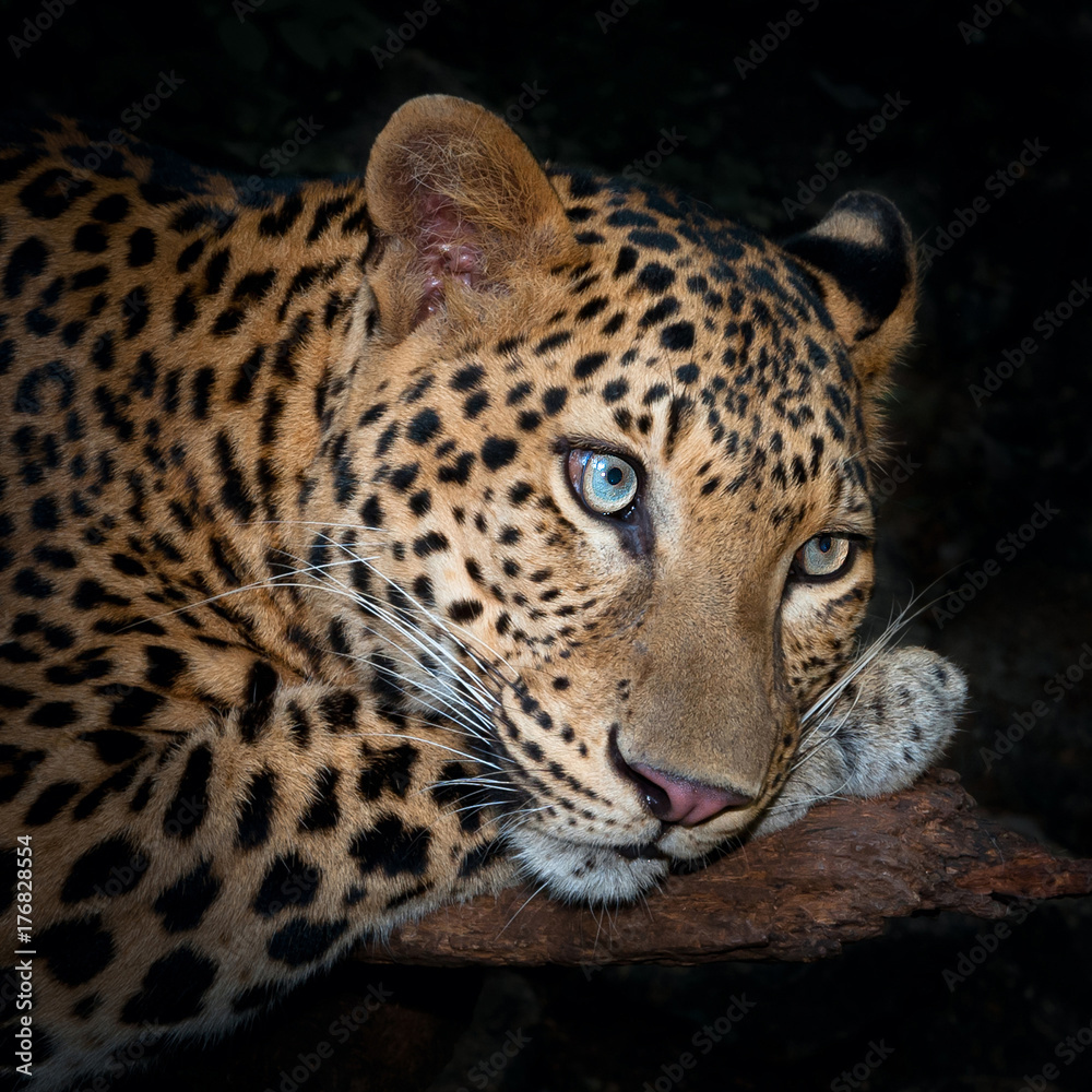 Fototapeta premium Leopard