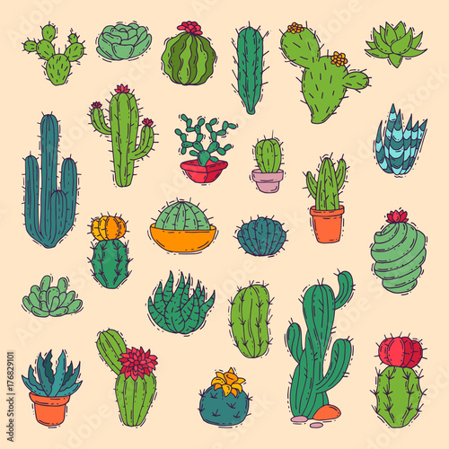 Cactus home nature vector illustration of green plant cactaceous tree with flower