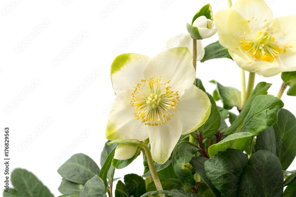 Obraz premium Christrose (Helleborus niger)
