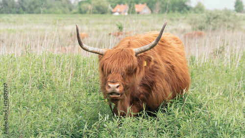 Highland Cattle on Dutch Island