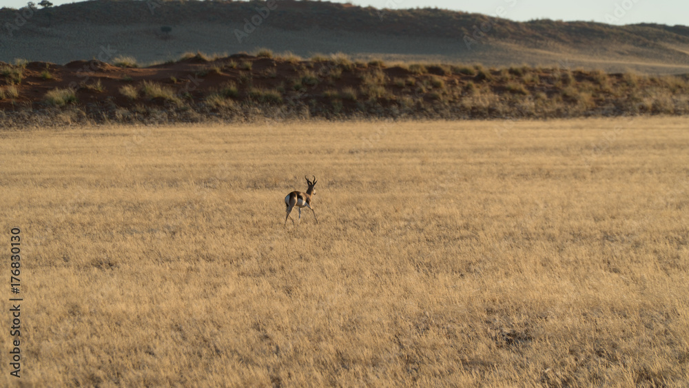 Springbok Running in Fields in Namibia Springbok Running in Fields in Namibia