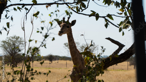 Photography Curious Giraffe Eating Leaves of a Tree