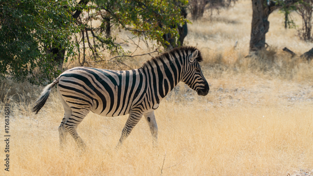 Obraz premium Zebra in a field in Namibia