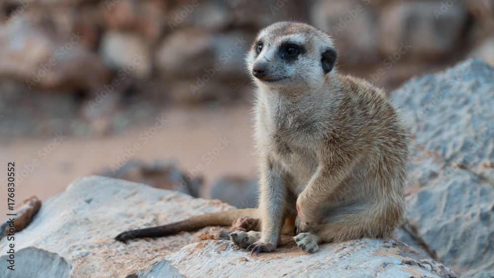 Fototapeta premium Meerkat on Watch on Stones