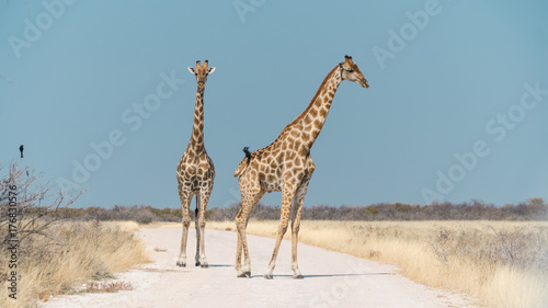 Two Giraffe Standing in the middle of a Road Waiting For Me To Move