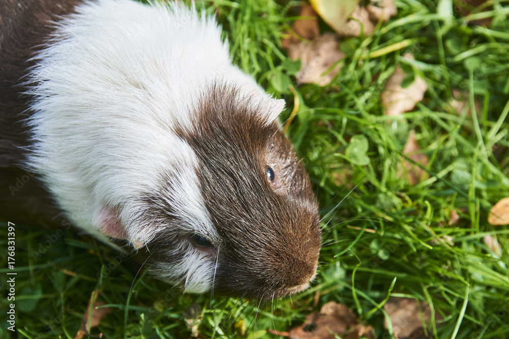 Guinea pigs in the grass eating. Domestic animal in the outdoor in the green grass lawn Guinea pigs in the grass eating. Domestic animal in the outdoor in the green grass lawn