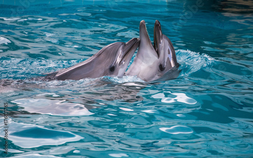 two dolphins swimming together