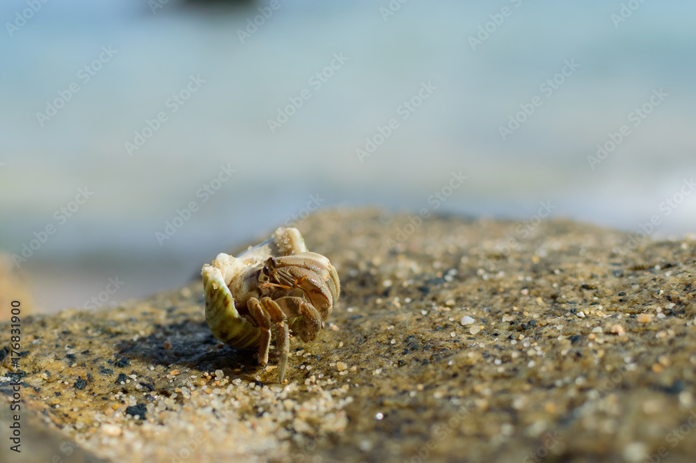 Hermit Crab on a beach