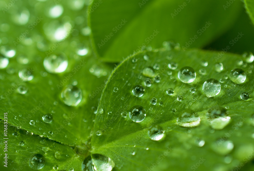 Beautiful young carved clover leaf covered with fine dew drops in a beautiful sun Beautiful young carved clover leaf covered with fine dew drops in a beautiful sun