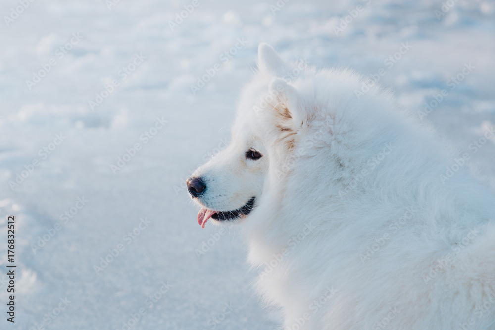 Fluffy white groomed samoyed dog sitting on frozen river at the winter.