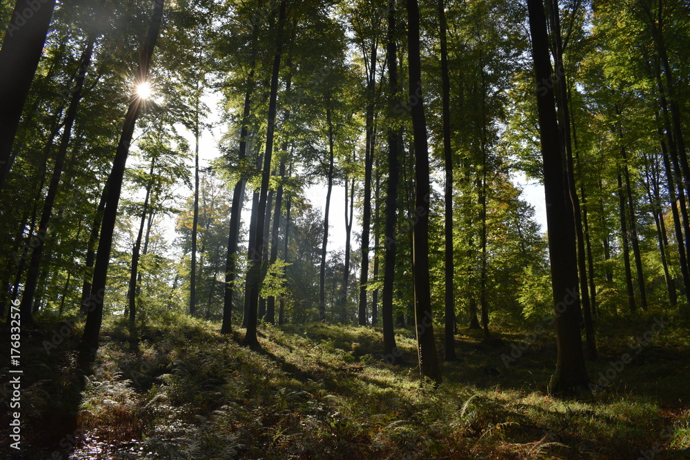 Obraz premium Hersbtstimmung