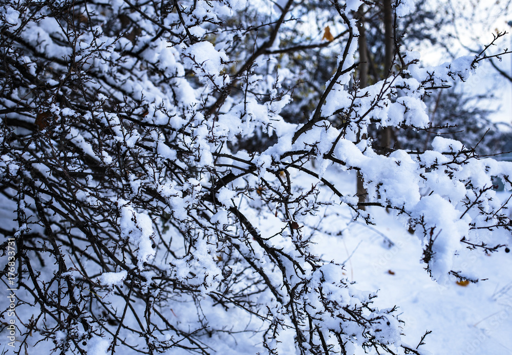 tree, snow,, autumn, winter, nature, sun, forest tree, snow,, autumn, winter, nature, sun, forest