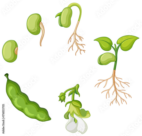 Life cycle of green bean