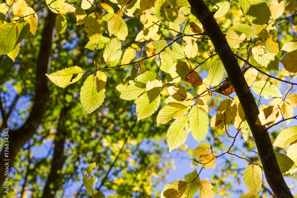 sun shines through leaves and trees of autumn forest and field sun shines through leaves and trees of autumn forest and field