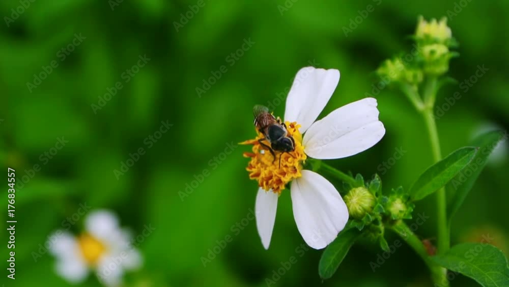 Bee pollen seeking sweet juice, Handheld shot Bee pollen seeking sweet juice, Handheld shot
