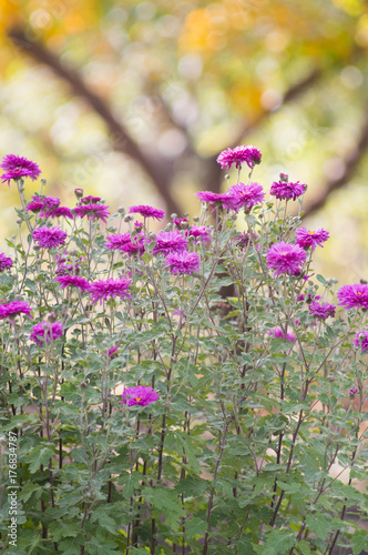 A photo of chrysanthemum flowers in an autumn garden. Chrysanthemums, sometimes called mums or chrysanths, are flowering plants of the genus Chrysanthemum in the family Asteraceae. Selective focus.
