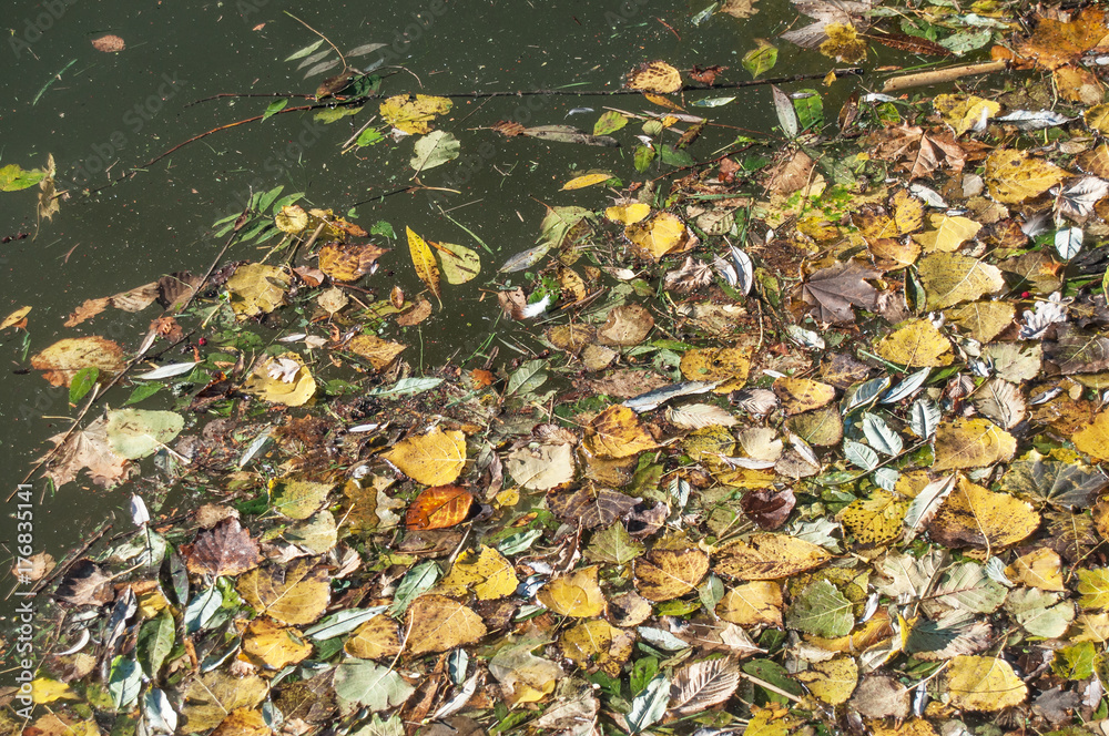 feuilles d'automne flottant sur l'eau feuilles d'automne flottant sur l'eau