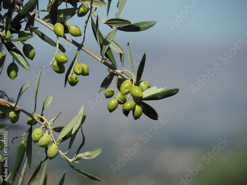 Olivenzweig am Baum mit unscharfem Hintergrund