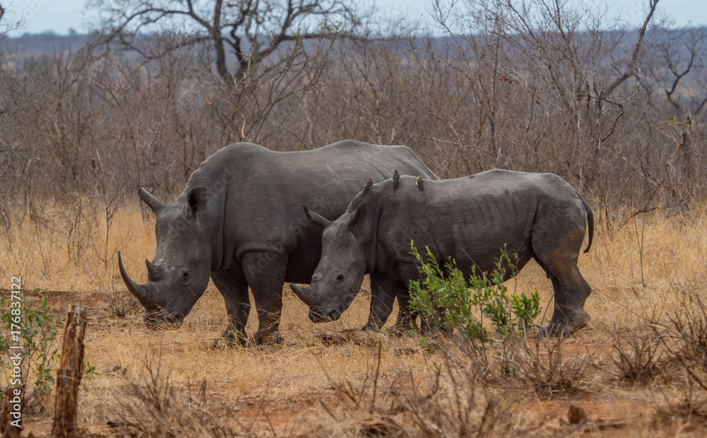Fototapeta premium White Rhino in South Africa