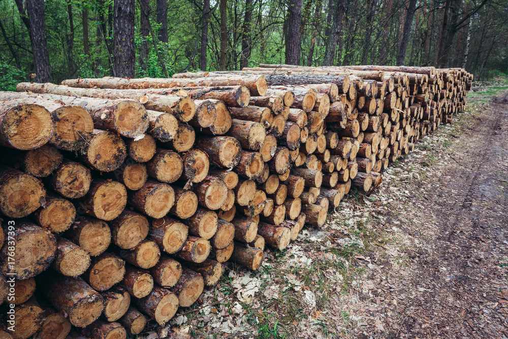 Piles of pine tree wood next to road in forest complex called Kampinos near Warsaw, Poland
