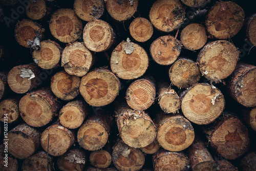 Close up on a pine tree logs in Kampinos Forest near Warsaw in Poland
