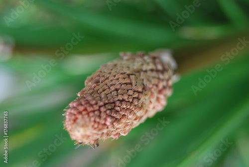 Fackellilie (Kniphofia) photo