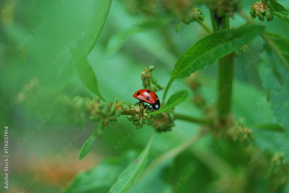 Marienkäfer (Coccinellidae) auf Pflanze Marienkäfer (Coccinellidae) auf Pflanze