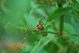 Marienkäfer (Coccinellidae) auf Pflanze