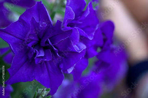 Fototapeta Naklejka Na Ścianę i Meble -  purple flower