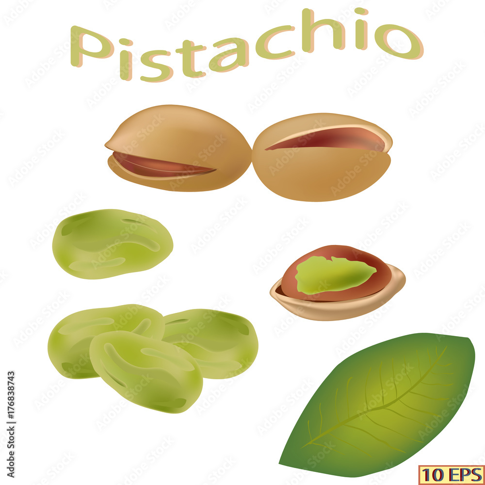 Pistachio nut. Pistachio nuts isolated on white background. Pistachio in realistic style. Vector illustration. Pistachio nut. Pistachio nuts isolated on white background. Pistachio in realistic style. Vector illustration.