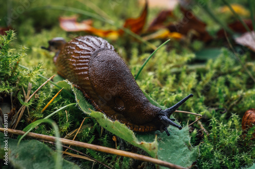 Brown slug or snail
