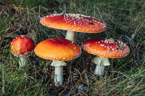 Group of colorful Amanita Muscaria mushrooms