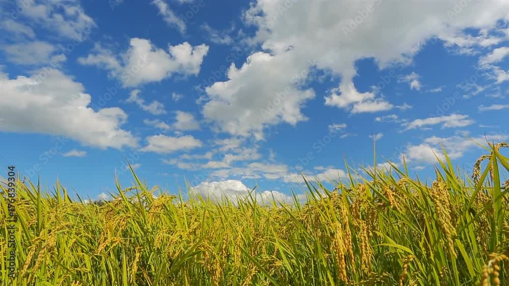 Rice field with blue sky in the background. Time Lapse.