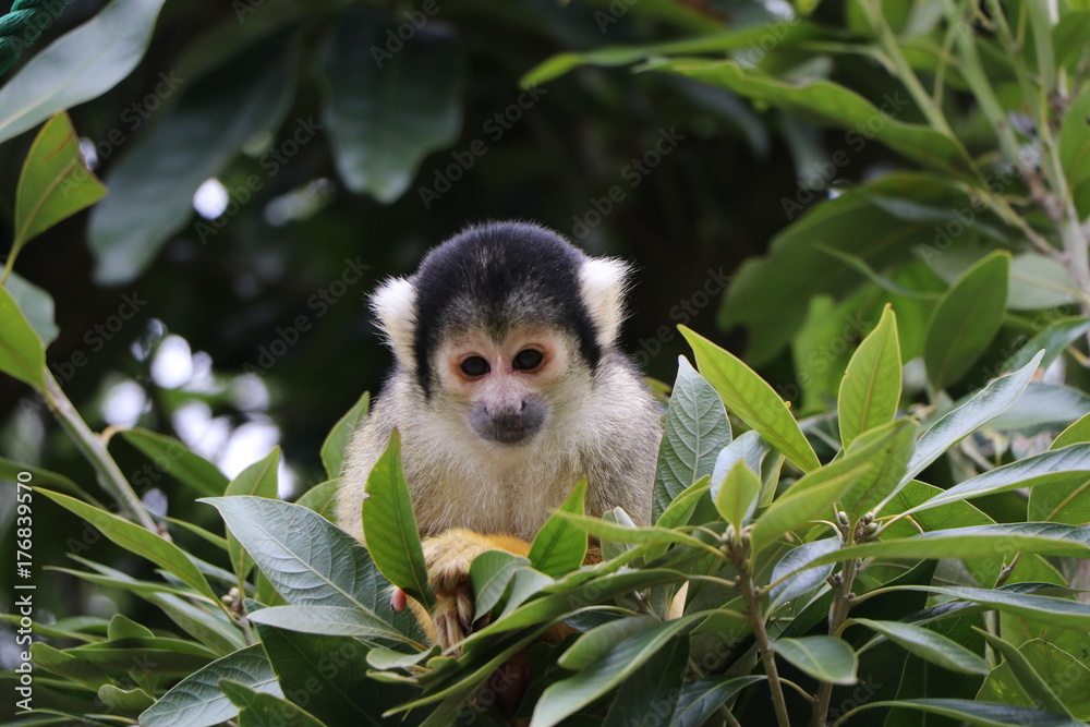 Obraz premium 動物園のリスザル