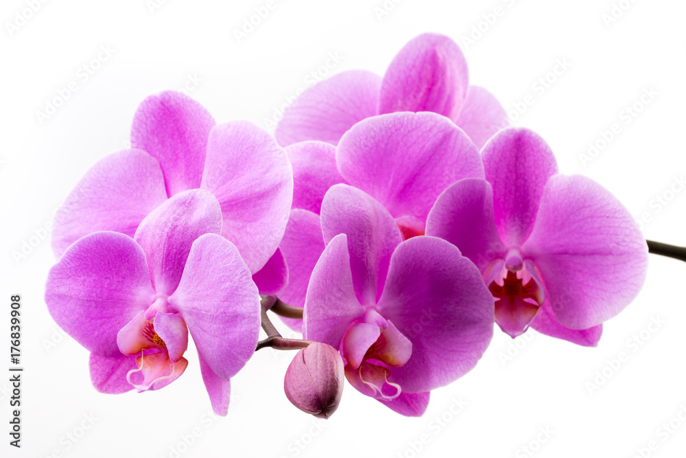 Pink orchid isolated on white background. Closeup. Pink orchid isolated on white background. Closeup.
