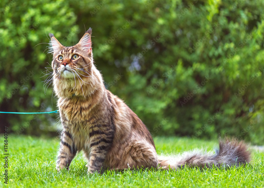 Black tabby Maine Coon cat with leash sitting on green grass in park. Pets walking outdoor adventure. 
