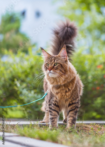 Black tabby Maine Coon cat with leash wandering in backyard. Young cute male cat wearing a harness go on lawn having lifted tail. Pets walking outdoor adventure on green grass in park. 