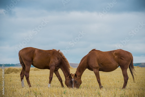 two mares face to face grazing and chewing grass against the blue sky at sunset in the field. Enamored horses walk together on the pasture. bay horses. © Azat