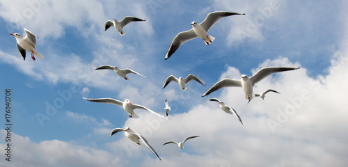 Canvas Print Pigeons fly in sky over the sea in Istanbul