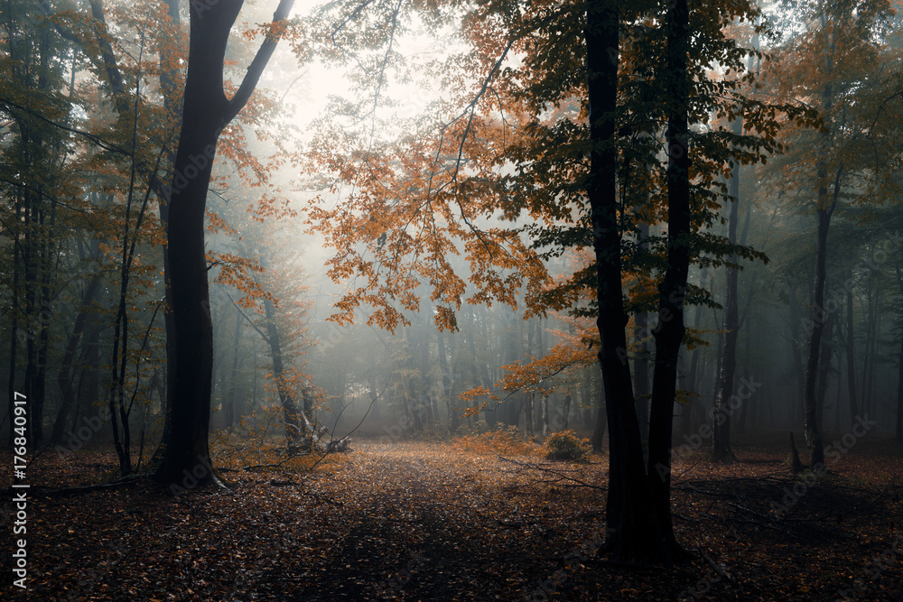 autumn in misty forest