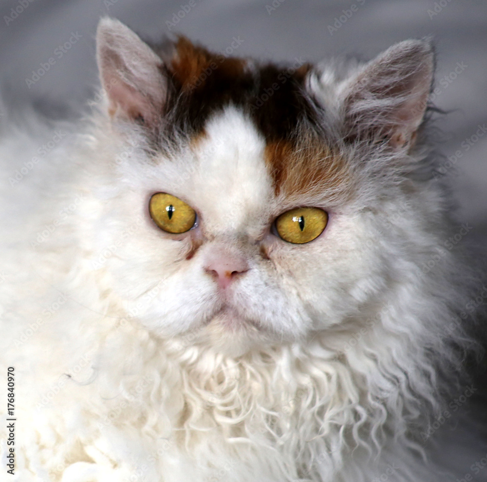 Porträt Selkirk Rex Katze auf weißer Decke 