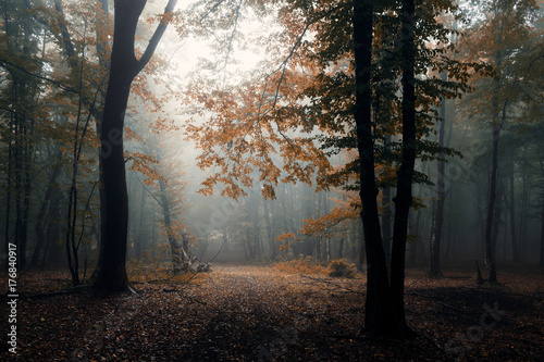 autumn in misty forest