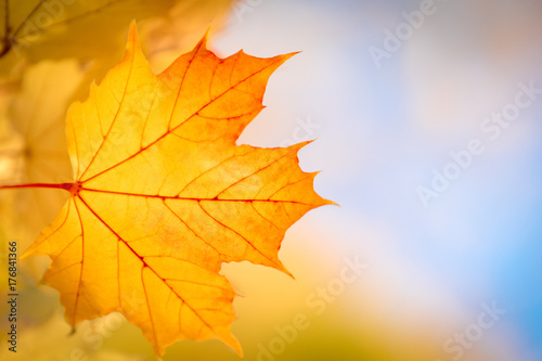 Autumn maple leave background close up and vibrant color