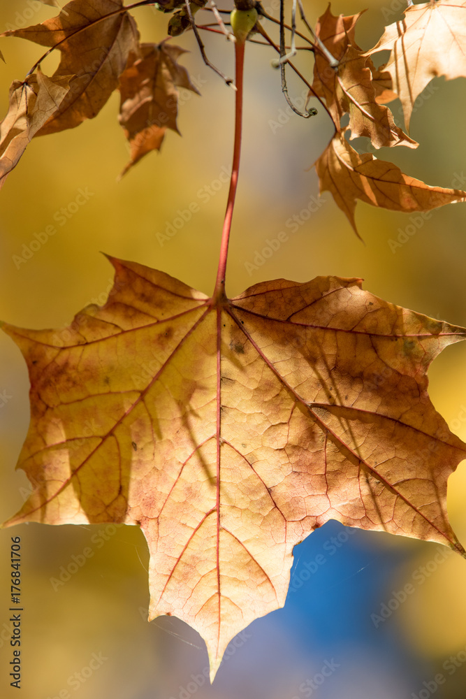 Close up of a colourful leave with defocussed background
