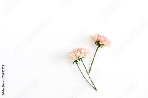 Beautiful chrysanthemum flower on white background. Flat lay, top view. Flower composition. #176842778